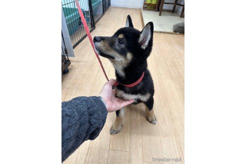 成約済の千葉県の柴犬-270259の7枚目