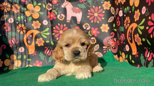 子犬