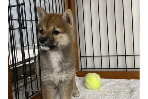 成約済の岡山県の豆柴-278933の4枚目