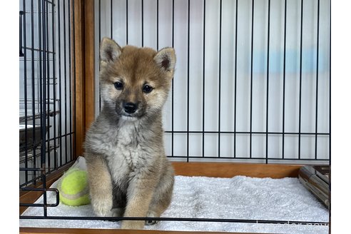 成約済の岡山県の豆柴-278933の3枚目