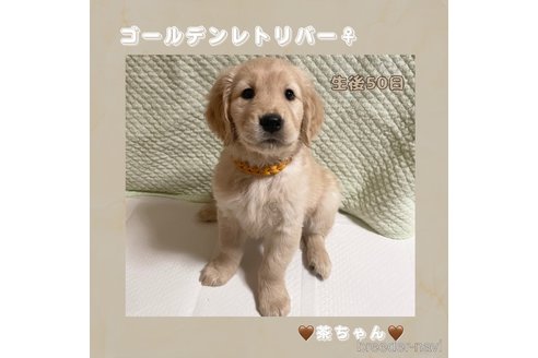 成約済の愛知県のゴールデンレトリーバー-271275の1枚目