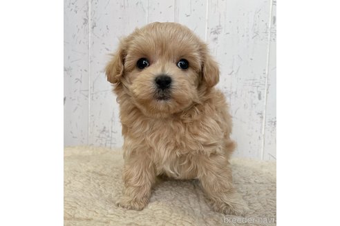 成約済の千葉県のマルプー:マルチーズ×トイプードル-280791の1枚目