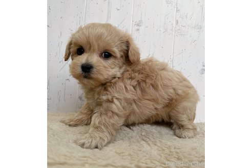 成約済の千葉県のマルプー:マルチーズ×トイプードル-280791の2枚目