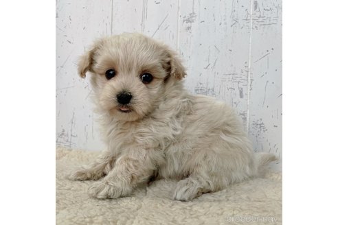 成約済の千葉県のマルプー:マルチーズ×トイプードル-280581の3枚目