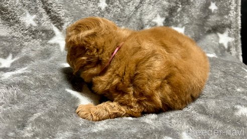 成約済の滋賀県のトイプードル-282761の10枚目