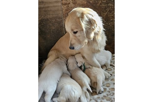 成約済の長野県のゴールデンレトリーバー-281772の2枚目