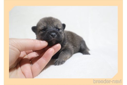 成約済の岡山県の柴犬-282795の19枚目