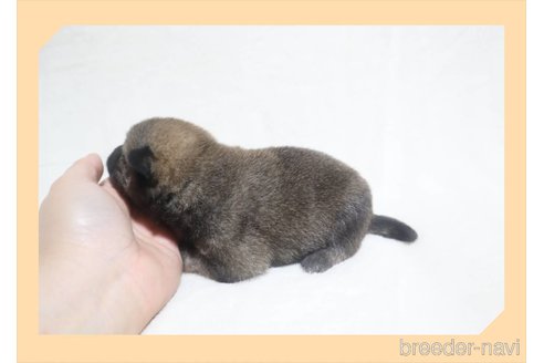 成約済の岡山県の柴犬-282795の17枚目