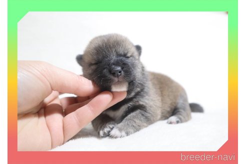 成約済の岡山県の柴犬-282800の24枚目