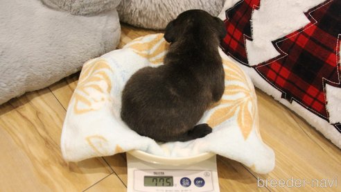 成約済の愛知県のフレンチブルドッグ-280023の20枚目
