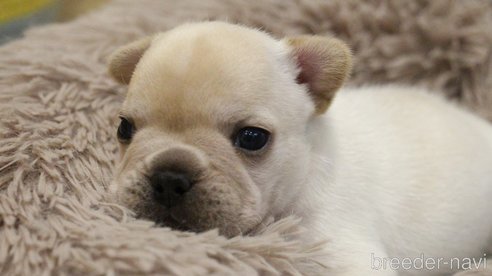 成約済の愛知県のフレンチブルドッグ-280024の33枚目