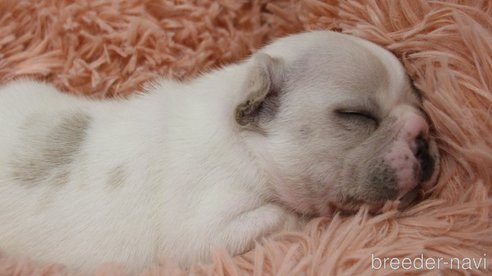 成約済の愛知県のフレンチブルドッグ-280026の19枚目