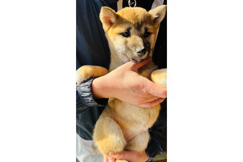 成約済の茨城県の豆柴-276699の14枚目