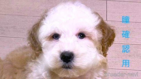 成約済の茨城県のミックス犬-277683の11枚目