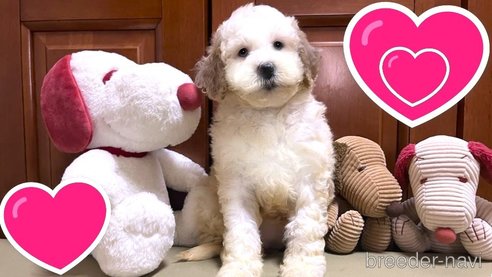 成約済の茨城県のミックス犬-277683の10枚目