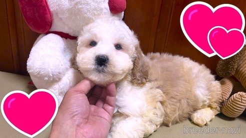 成約済の茨城県のミックス犬-277683の8枚目