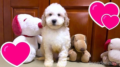 成約済の茨城県のミックス犬-277683の9枚目