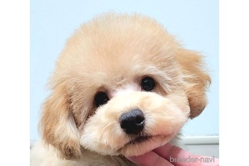成約済の栃木県のトイプードル-269963の5枚目