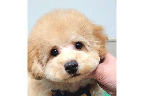 成約済の栃木県のトイプードル-269963の3枚目