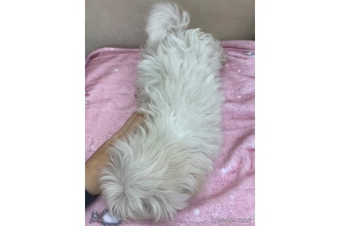 成約済の岡山県のマルチーズ-282897の9枚目