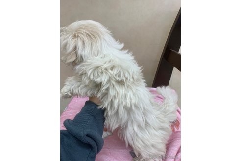成約済の岡山県のマルチーズ-282897の10枚目