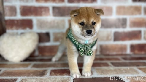 成約済の福岡県の豆柴-282919の11枚目
