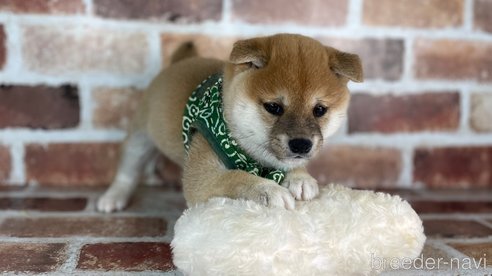 成約済の福岡県の豆柴-282919の6枚目