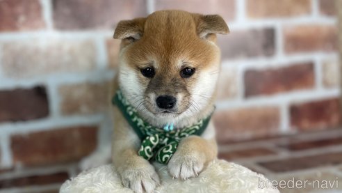 成約済の福岡県の豆柴-282919の9枚目