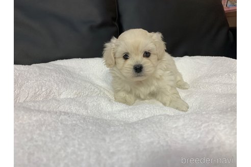 成約済の岐阜県のミックス犬-276460の2枚目