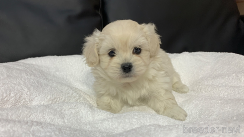 成約済の岐阜県のミックス犬-276460