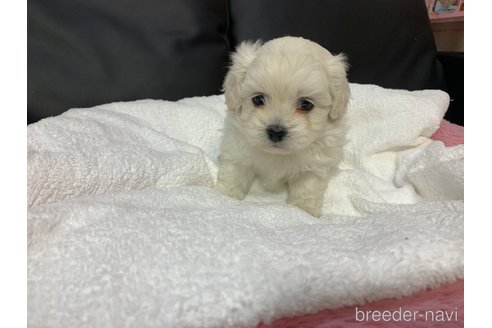 成約済の岐阜県のミックス犬-276458の2枚目