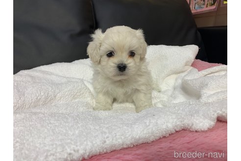 成約済の岐阜県のミックス犬-276458の3枚目
