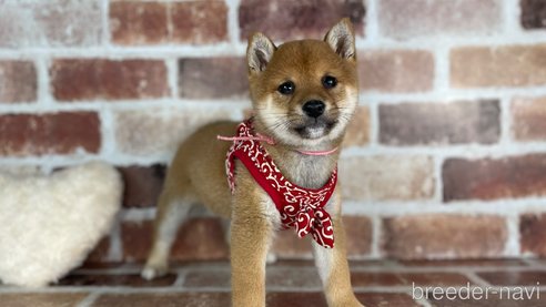 成約済の福岡県の豆柴-282922の10枚目