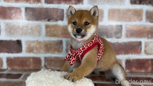 成約済の福岡県の豆柴-282922の11枚目