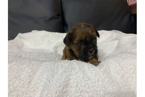 成約済の岐阜県のミックス犬-278841の7枚目