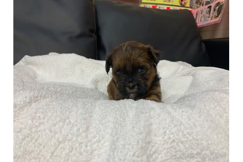 成約済の岐阜県のミックス犬-278841の6枚目