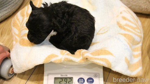 成約済の愛知県のトイプードル-280450の25枚目