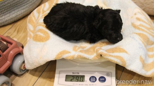 成約済の愛知県のティーカッププードル-280443の61枚目