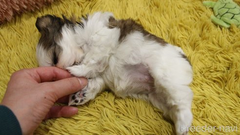 成約済の愛知県のシーズー-275607の45枚目