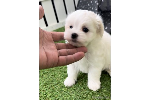 成約済の福岡県のマルチーズ-279301の8枚目