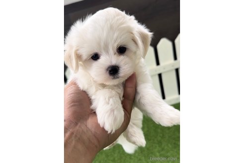 成約済の福岡県のマルチーズ-279301の9枚目