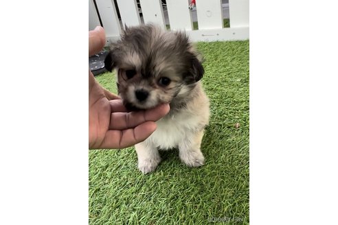 成約済の福岡県のミックス犬-278516の10枚目