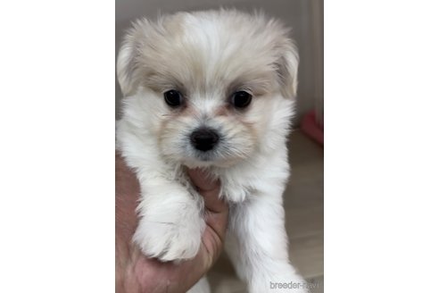 成約済の福岡県のミックス犬-278520の5枚目