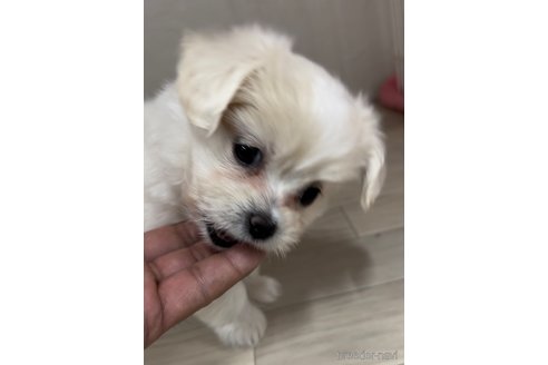 成約済の福岡県のミックス犬-278520の3枚目