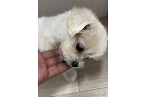 成約済の福岡県のミックス犬-278520の4枚目