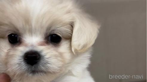 成約済の福岡県のミックス犬-278520の2枚目