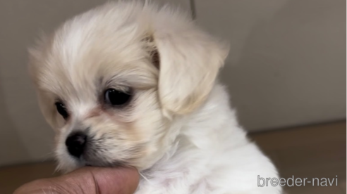 成約済の福岡県のミックス犬-278520