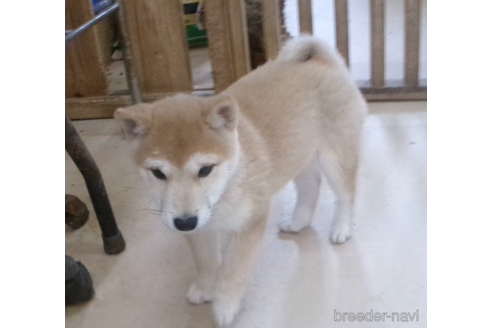 成約済の佐賀県の豆柴-273003の2枚目