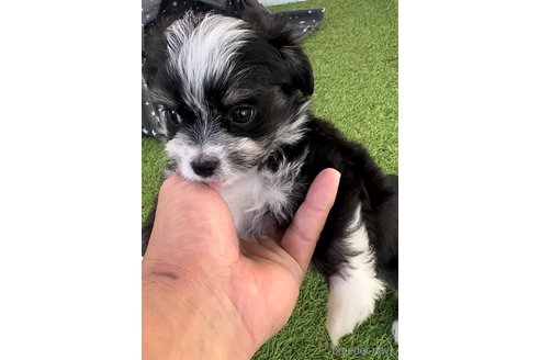 成約済の福岡県のチワマル:チワワ×マルチーズ-281835の5枚目