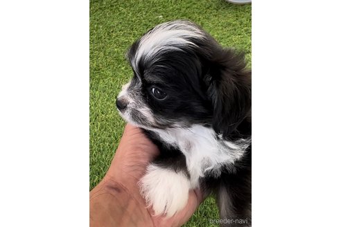 成約済の福岡県のチワマル:チワワ×マルチーズ-281835の4枚目